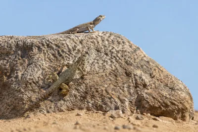 Desert Lizards Resting Under Summer Sky