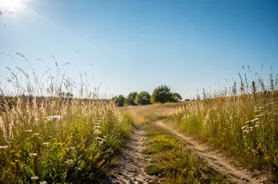 Sunny Summer Meadow Path Under Blue Sky