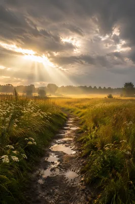 Sun Rays Over Rainwashed Meadow Path