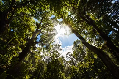 Sun Rays Breaking Through Forest Canopy