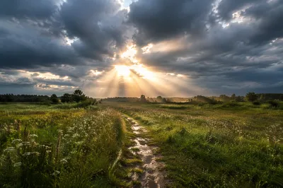 Sun Rays Over Rainy Wildflower Meadow