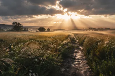 Sun Rays Over Rain Washed Meadow