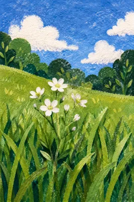 White Wildflowers in Sunny Park Grass