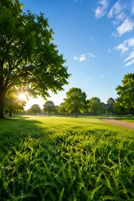 Sunny City Park with Lush Green Lawn