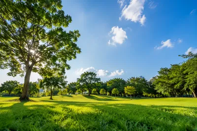 Sunny City Park Under Blue Sky