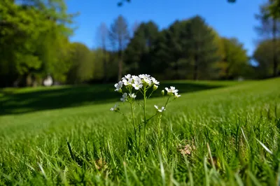 Sunny Park Wildflowers in Fresh Green Grass
