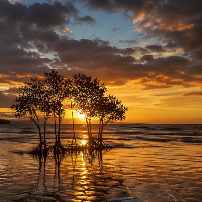 Golden Coastal Sunset with Silhouetted Shoreline Trees