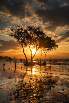 Golden Ocean Sunset with Silhouetted Shoreline Trees