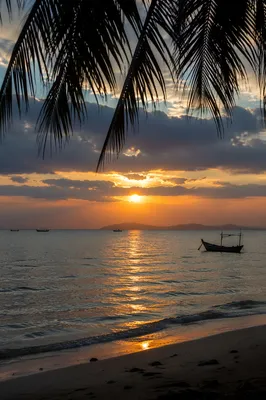 Golden Ocean Sunset with Palm Silhouettes