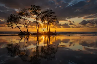 Golden Sunset Over Coastal Shoreline Trees