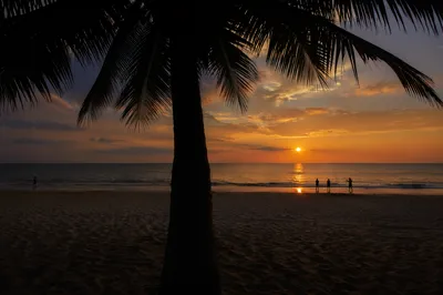 Golden Sunset Ocean Horizon Beneath Palm Tree