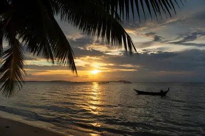 Golden Tropical Ocean Sunset with Palm Silhouettes