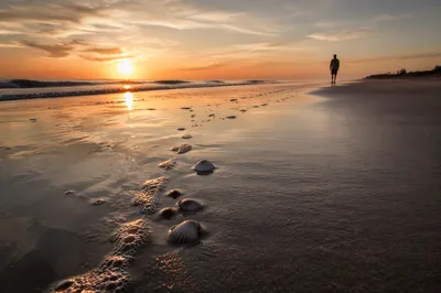 Golden Sunset Ocean Horizon Reflection
