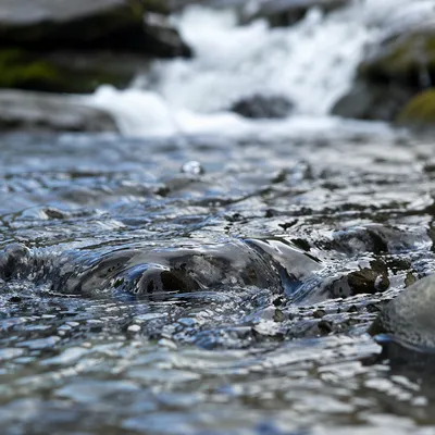 Clear Mountain Stream Over Smooth Stones