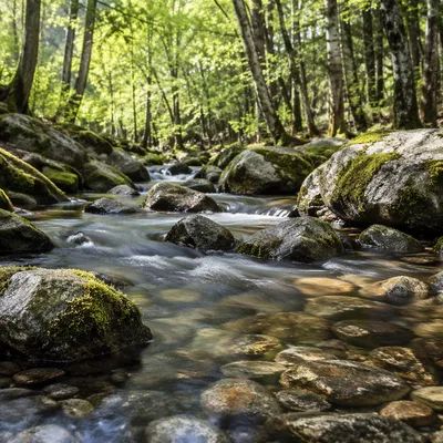 Clear Mountain Stream in Morning Forest