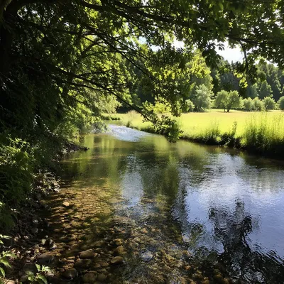 Clear Forest Stream with Sunlit Meadow