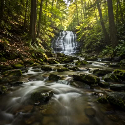 Clear Mountain Stream in Lush Forest