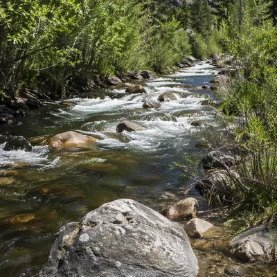 Clear Woodland River With Gentle Rapids