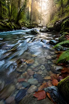 Clear Mountain River in Morning Forest