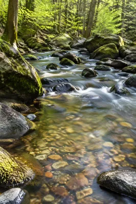 Crystal Clear Mountain Stream in Forest