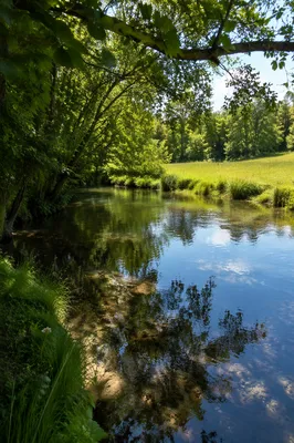 Clear Forest Stream Through Sunlit Meadow