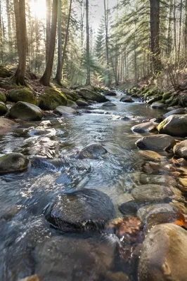 Clear Forest Stream in Morning Light