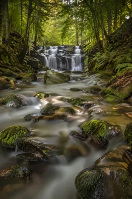 Clear Mountain Stream in Lush Forest