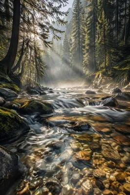 Clear Mountain Stream in Morning Forest