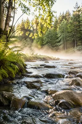 Clear Mountain Stream in Morning Forest
