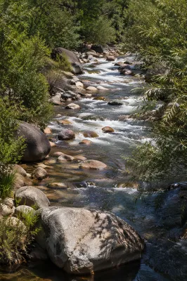 Clear Woodland River with Gentle Rapids