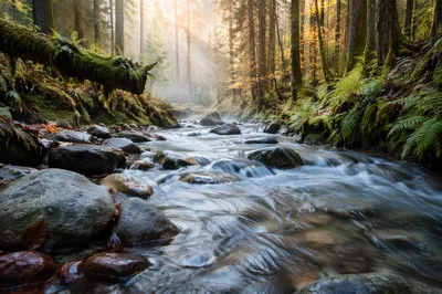 Clear Mountain River in Morning Forest