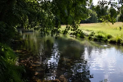 Clear Woodland Stream Beneath Leafy Branches