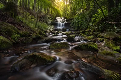 Clear Mountain Stream in Lush Forest