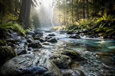 Clear Mountain Stream with Olive Branch