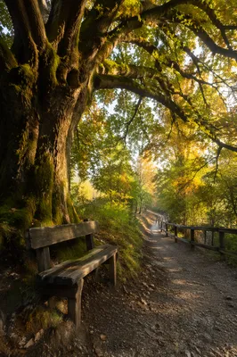 Golden Autumn Woodland Path and Bench