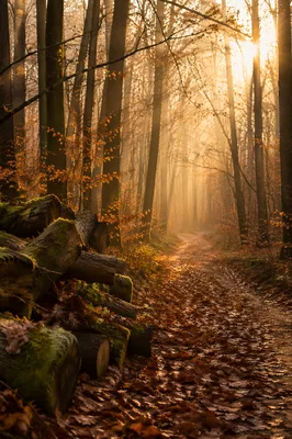 Golden Autumn Forest Path in Morning Mist