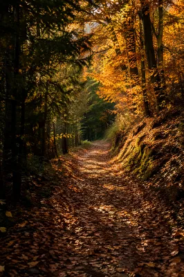 Golden Autumn Forest Path Under Canopy
