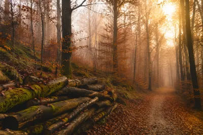 Golden Autumn Forest Path in Morning Mist