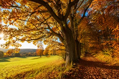 Golden Autumn Forest Path with Sunlit Meadow