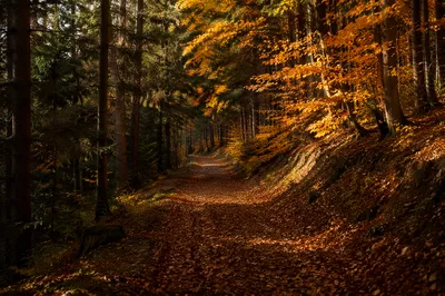 Golden Autumn Forest Path Through Woodland