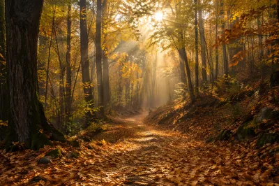Golden Autumn Forest Path at Sunrise