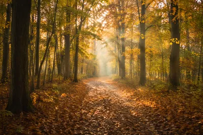 Golden Autumn Forest Path Under Canopy