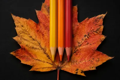 Autumn Maple Leaf with Colored Pencils