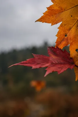 Autumn Maple Leaves Macro Close Up