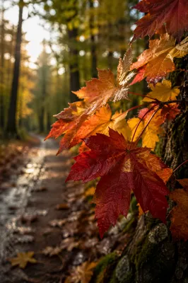 Autumn Maple Leaves After Morning Rain