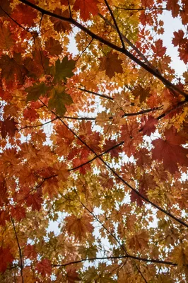 Autumn Maple Canopy in Warm Colors