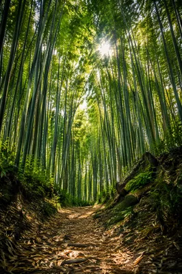 Tranquil Bamboo Forest Path in Morning Light