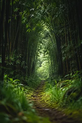 Misty Bamboo Forest Path Green Tunnel