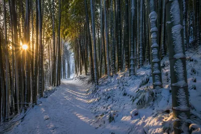 Snowy Bamboo Forest Path at Sunrise