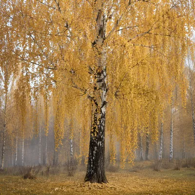 Golden Autumn Birch Forest in Mist